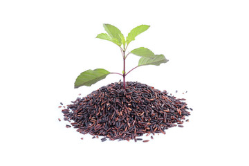 tree plants on rice berry isolated on white