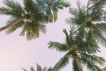 Coconut palm trees in tropical beach Thailand