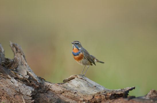 Bluethroat / Luscinia svecica