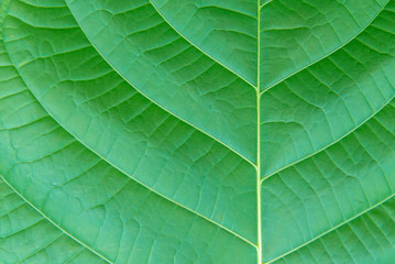 texture of leaf abstract nature for background