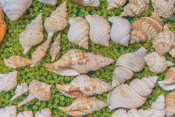 set of various sea shells on green background.