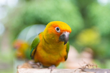 Lovebird or Parrot standing on tree in park, Agapornis fischeri (Fischer's Lovebird)