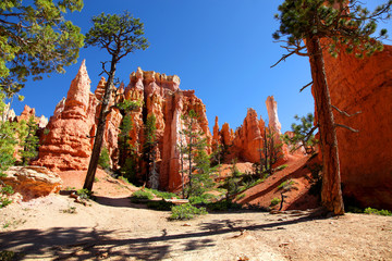 Hoodoos and Trees along the Queen's Trail in Bryce Canyon National Park