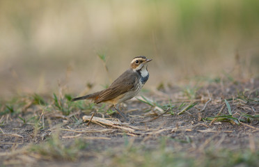 Bluethroat / Luscinia svecica