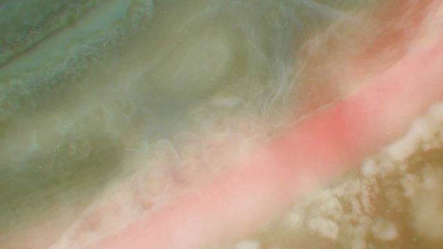 the organs of the body under the microscope beating heart