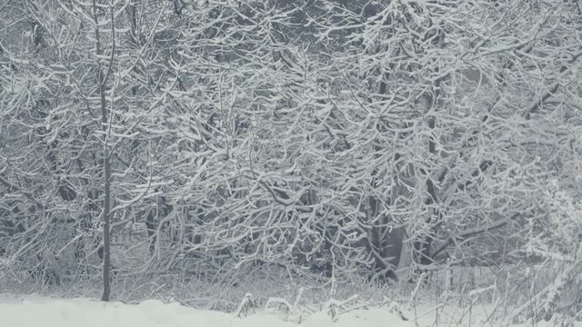 Winter tree structure. Landscape with falling snow. Everything is covered with fresh powder. Intense atmosphere like Nordic detectives. Winter background for Christmas theme. Static day shot.
