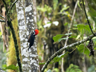 Lineated woodpecker, Dryocopus lineatus, looking for food in a foggy forest, Mindo, Ecuador