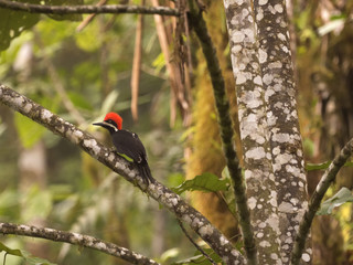 Lineated woodpecker, Dryocopus lineatus, looking for food in a foggy forest, Mindo, Ecuador