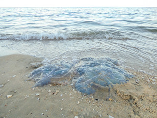 Dead jellyfish at Sanae beach, behind Khao Tao (Turtle mountain) in Hua Hin, Thailand