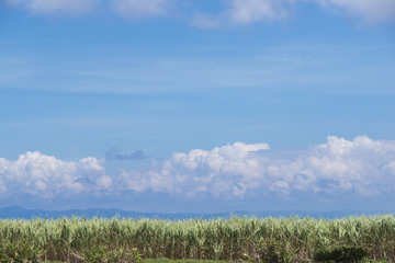 Fototapeta premium Pole trzciny cukrowej na wyspie Ishigaki