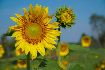 Close Up of beautiful sunflower blooming in fields with nature background.  