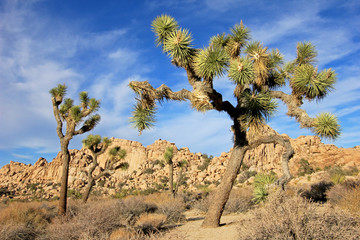 Landscape with joshua trees, Joshua Tree National Park, California, USA