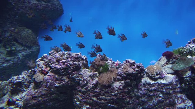 Sphaeramia nematoptera (pajama cardinalfish, spotted cardinalfish, coral cardinalfish or polkadot cardinalfish) stock footage video