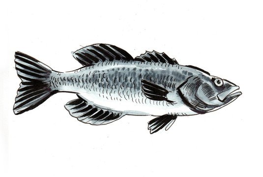 Watercolor sketch of a fish