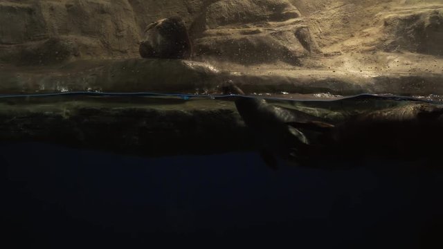 Baikal seal, Lake Baikal seal or nerpa (Pusa sibirica) footage video