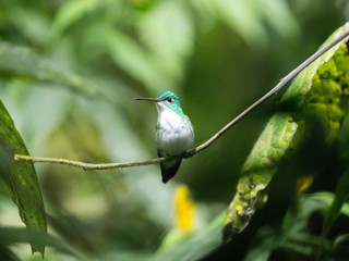 A green and white hummingbird,Andean Emerald, perching on a leafy branch in Mindo,in the Andes mountains of Ecuador.
