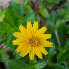 Yellow Flower