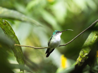 A green and white hummingbird,Andean Emerald, perching on a leafy branch in Mindo,  Ecuador.