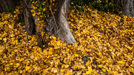 yellow leaf litter at the base of an oak tree