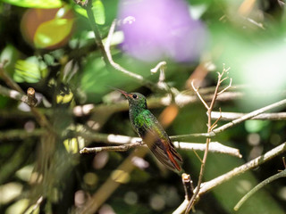 A green and white hummingbird,Andean Emerald, perching on a leafy branch in Mindo,  Ecuador.
