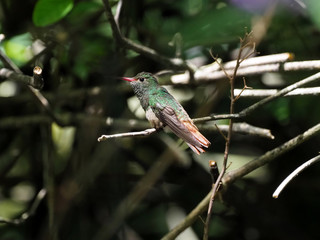 A green and white hummingbird,Andean Emerald, perching on a leafy branch in Mindo,  Ecuador.