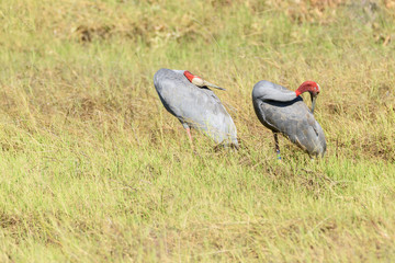 Pair of Thai Sarus cranes preening themselves in Chorakhe Mak Reservoir , Buriram Province , Thailand