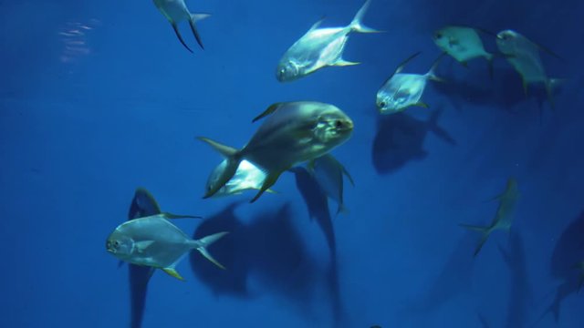 Pompano in genus Trachinotus in the family Carangidae stock footage video