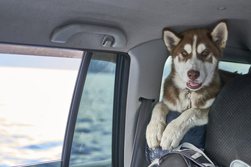 Cunte red Siberian husky puppy is traveling in a car. Front view, portrait.