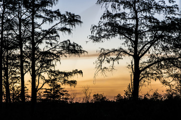 sunset through the trees of the swamps