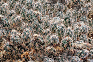 Cactus thickets.