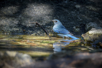Low key image of beautiful blue Nilgiri flycatcher bathing in a small pond in the forest with reflection , Thailand