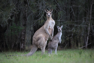 Eastern Grey Kangaroos in bushland
