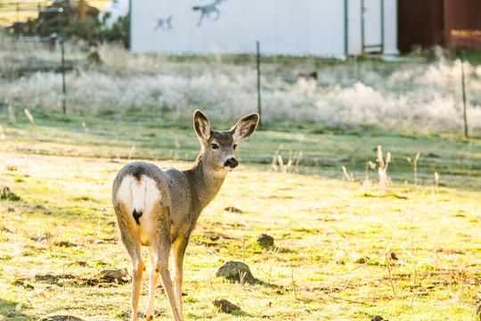 Wild Deer Standing in Yard