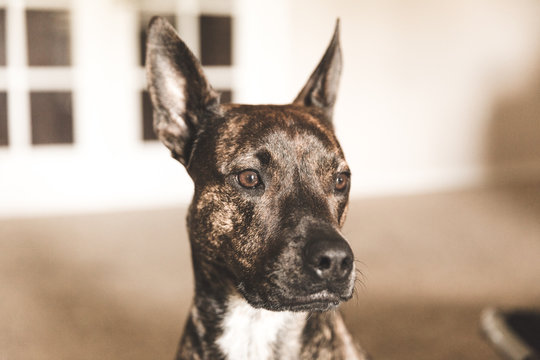 Mixed Pit Bull Dog