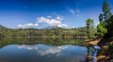 Obraz na płótnie Canvas reflection of pine tree in a lake