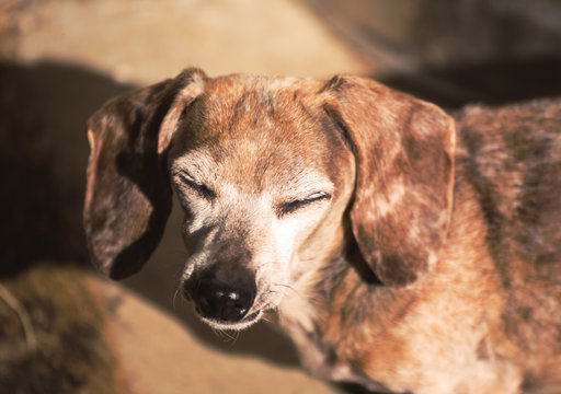Old Dachshund with Eyes Closed