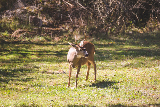 Male Deer or  Buck Standing in Grass