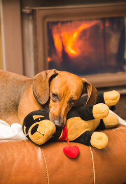 Dachshund Dog Playing with Toy