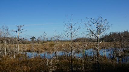 bare autumn trees in cypress swamp