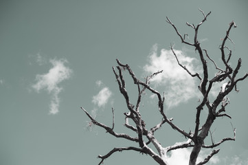 Art of tree branch and sky background,image vintage tone.