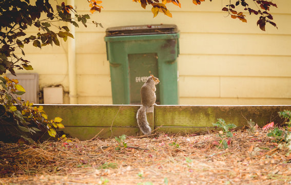 Squirrel Perched in Yard
