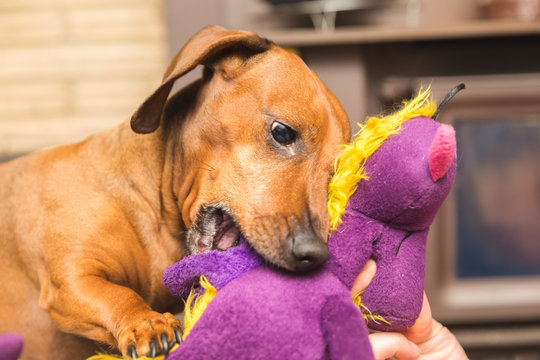 Dachshund Playing with Purple Toy