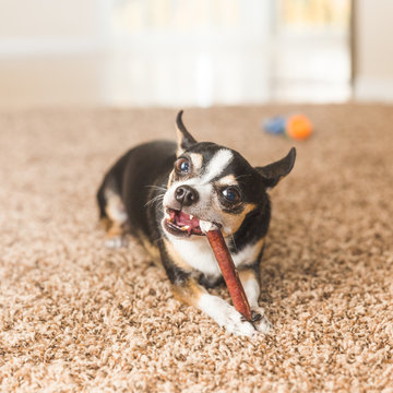 Black Chihuahua with Chew Toy