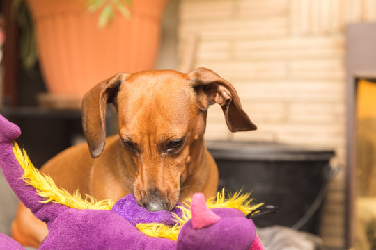 Dachshund Playing with Purple Toy