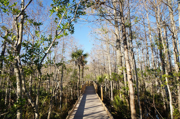 boaradwalk in the swamp