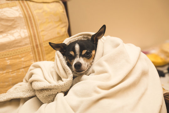 Chihuahua in Cozy Blanket