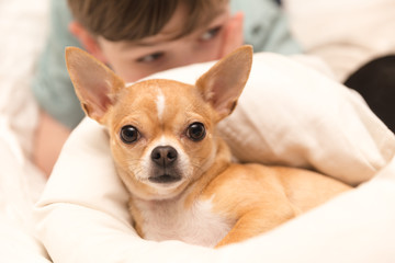 Cute Chihuahua and Young Boy