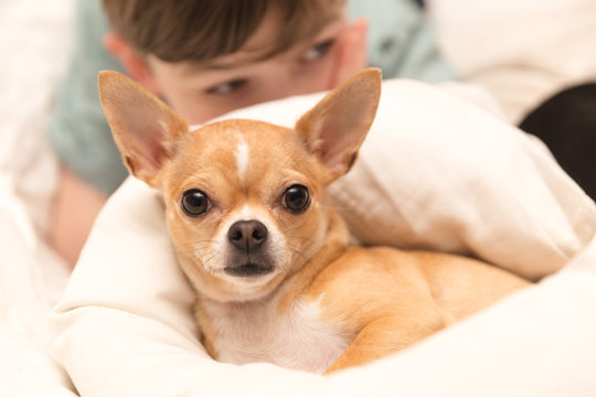 Cute Chihuahua and Young Boy