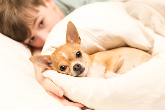 Cute Chihuahua and Young Boy