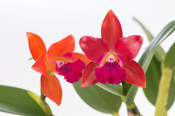 Fototapeta na wymiar Cattleya orchids over white background